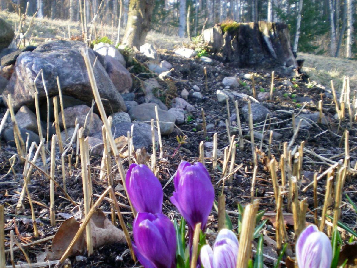 Lomakoivulehto Villa Koskenkylä Eksteriør bilde